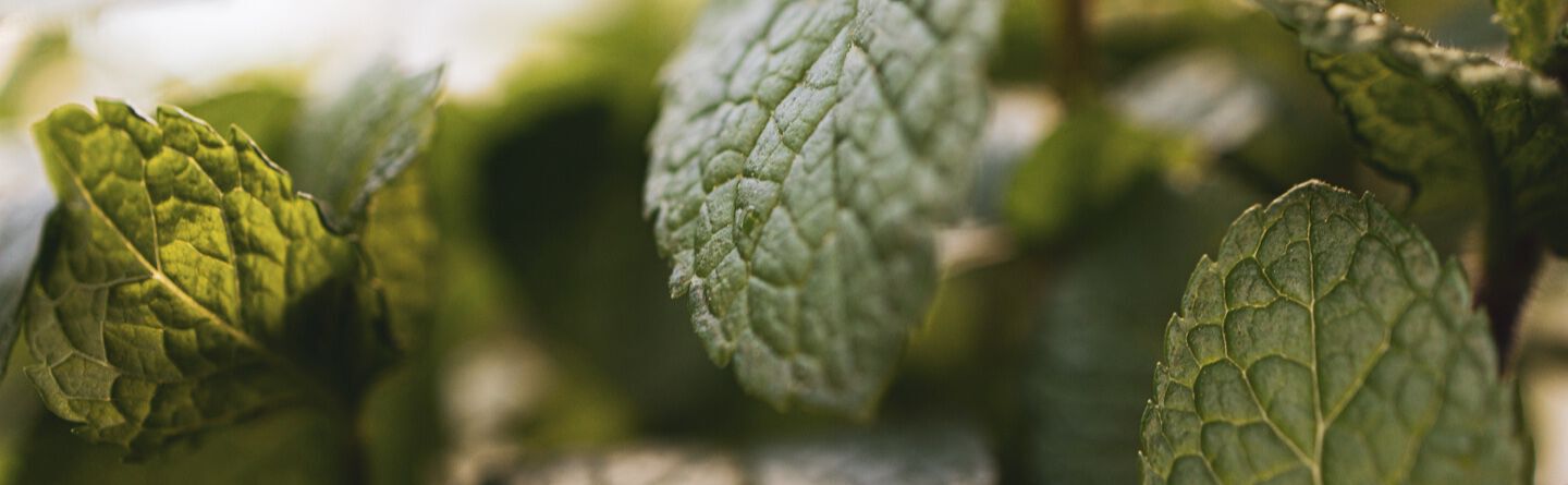 ส่วนบนสุดของเว็บไซต์